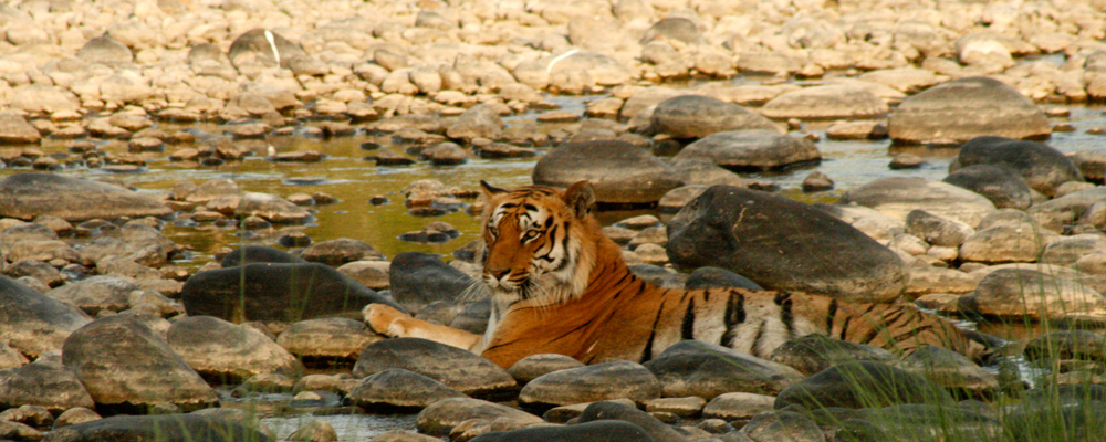 #nv_35 A thing of beauty!