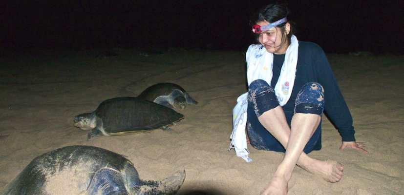 #nv_504 with olive ridley turtles in rushikulya in the eastern coast of india
